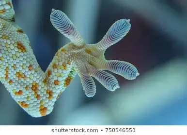 close-gecko-leg-fingers-on-260nw-750546553.webp
