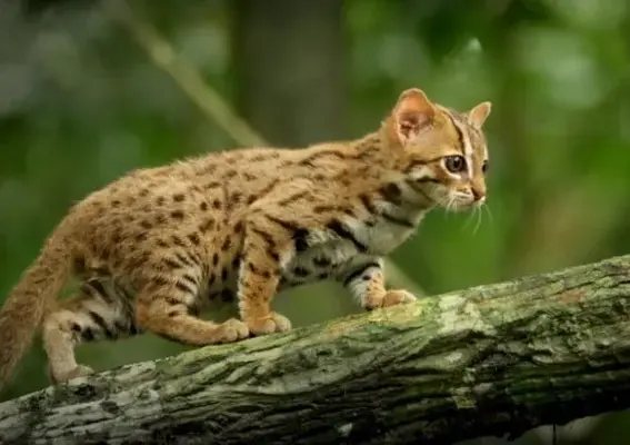 gato-herrumbroso-lindo-e1532909679813.webp