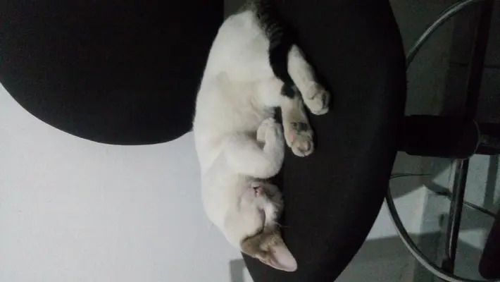 gato.jpg