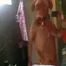 Alegoría