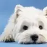 Noa