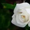 Melancólica