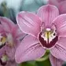 Orquídea