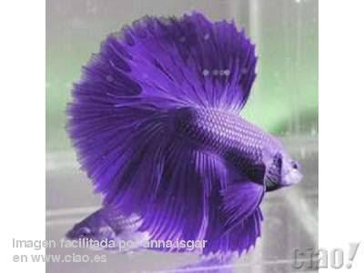 violeta1.bmp