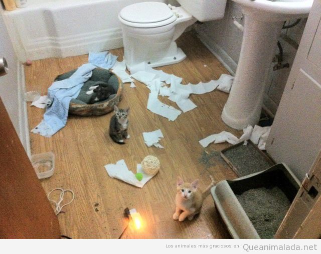 foto-graciosa-gatos-destrozar-lavabo.jpg