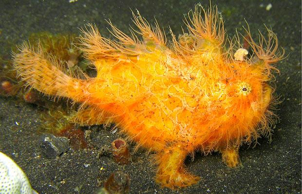 pez_sapo_peludo.jpg