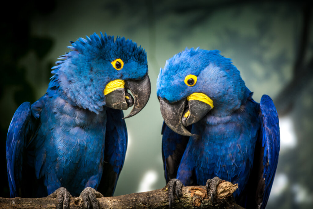 guacamayo-jacinto-pareja-1024x683.jpg