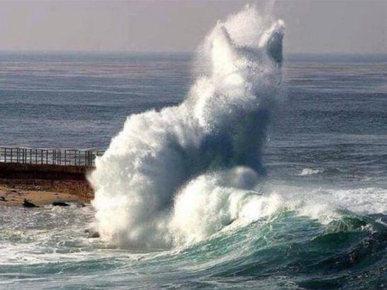 Cat-Wave-Optical-Illusion.jpg