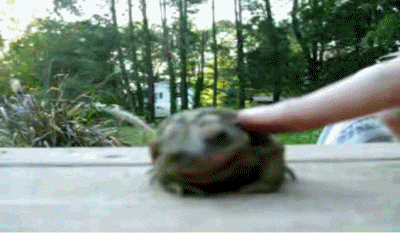 gif-gracioso-animales-sapo-tiene-cosquillas.gif