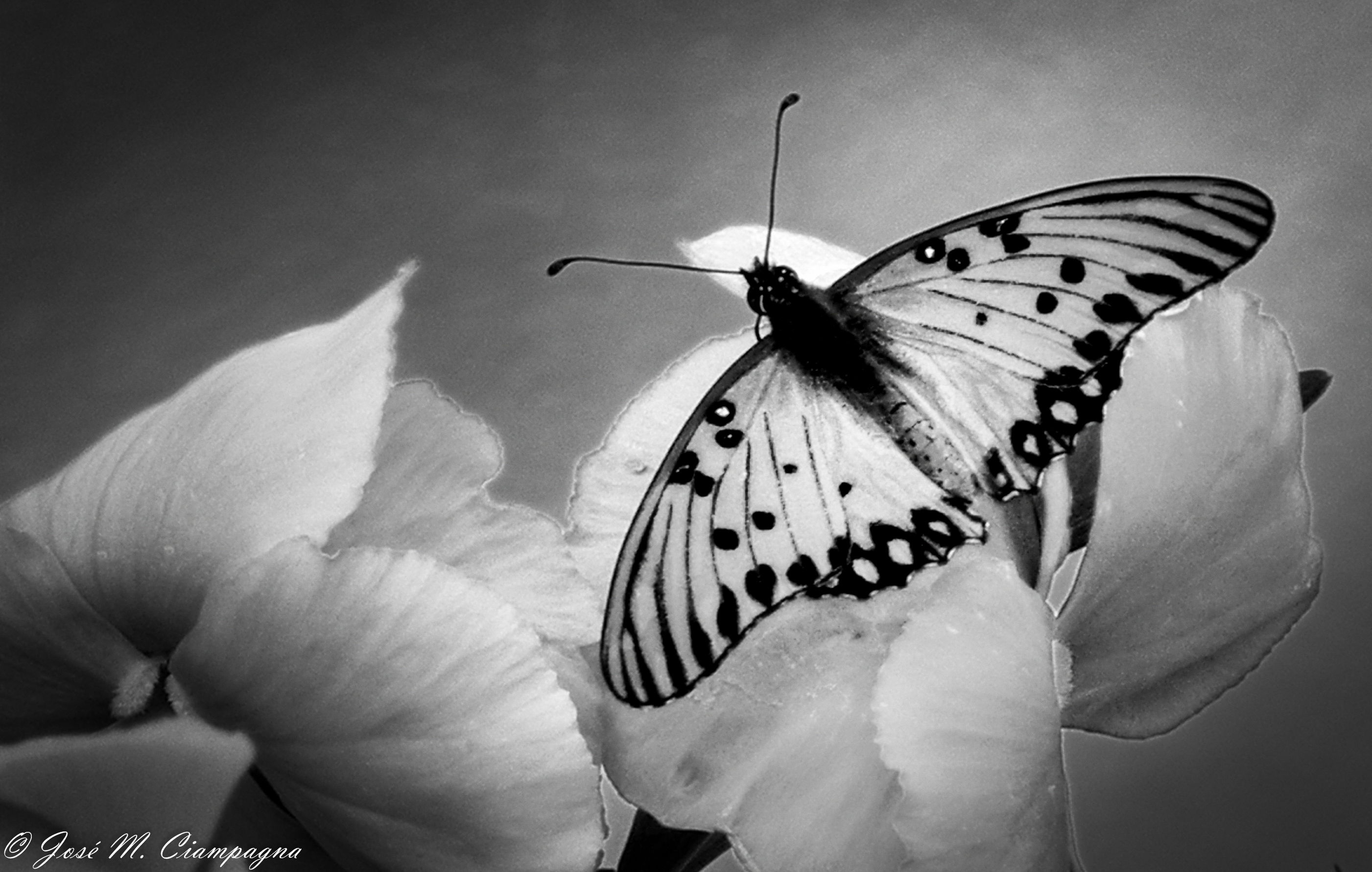 mariposa-en-blanco-y-negro.jpg