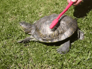 tumblr_l5v7cmWVtK1qzhb4oo1_400.gif
