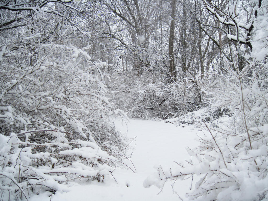 forest_path_in_winter_5_by_martut-d4rgwkb.jpg
