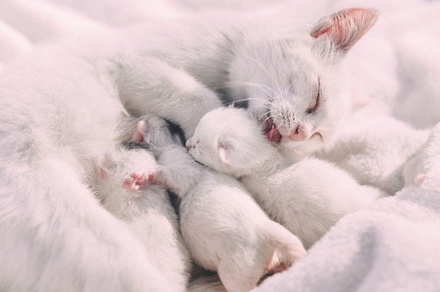 gata-madre-gatitos-blancos.jpg