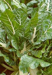 beta-vulgaris-cicla-acelgas.jpg