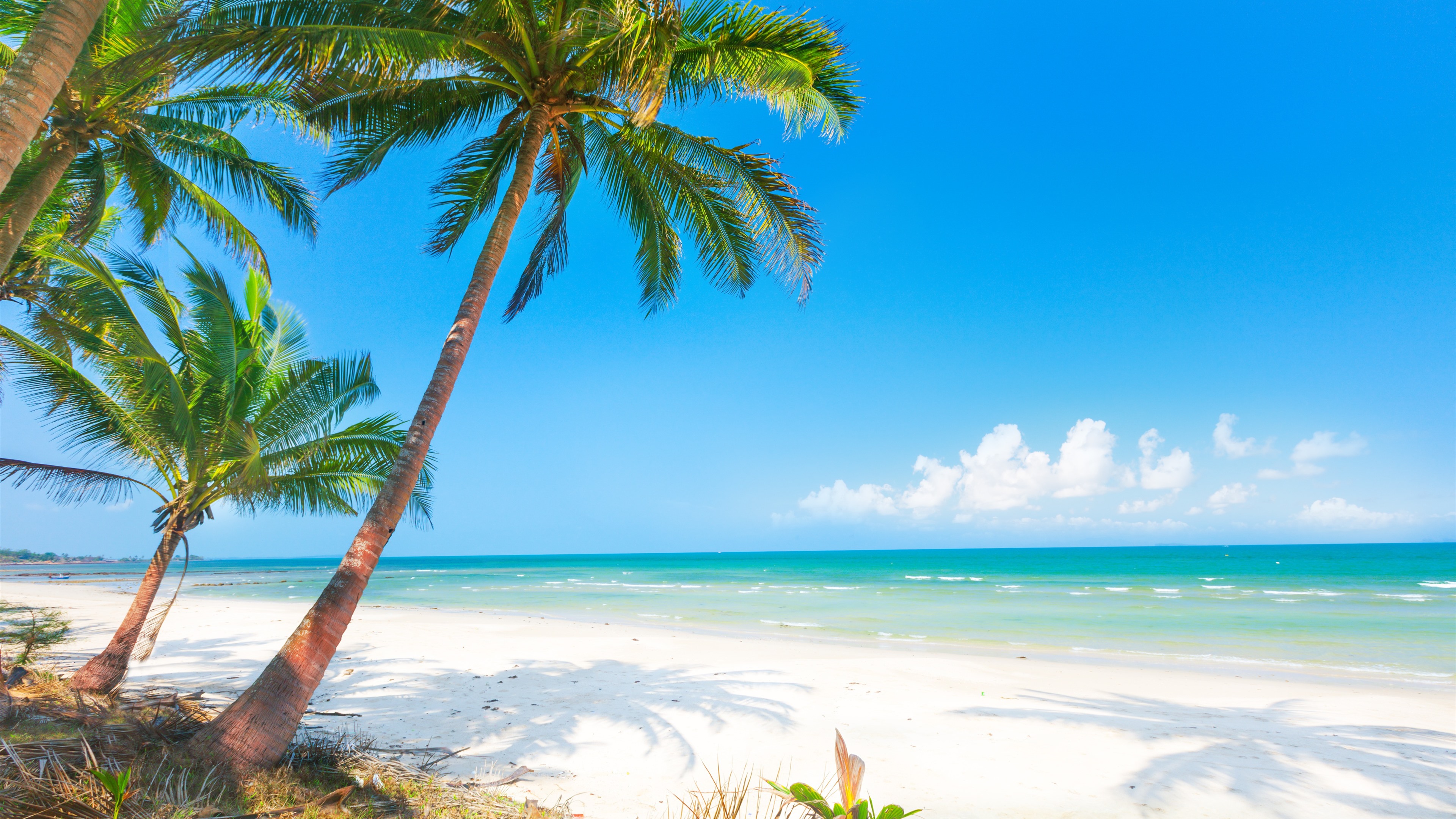 Summer-beach-palm-trees-sea_3840x2160.jpg