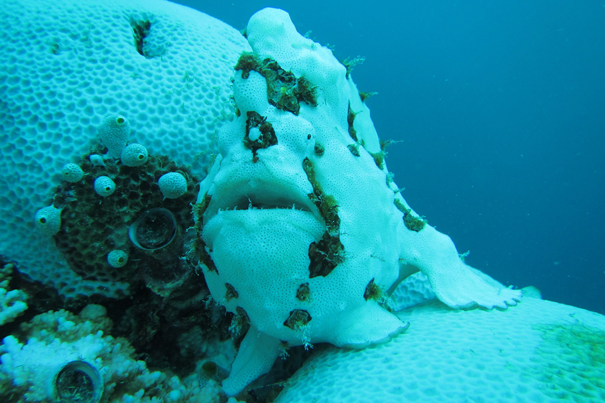 pez-sapo-verrugoso-coral-blanqueado.jpg