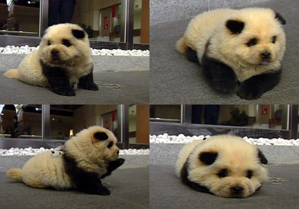 panda_dog.jpg
