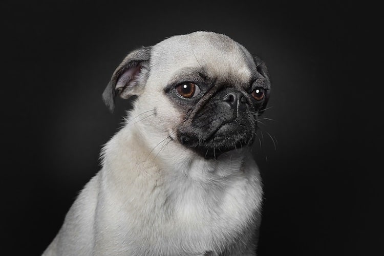 pet-photography-23.jpeg