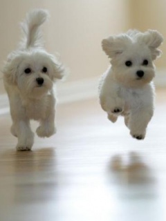 Dogs.jpg