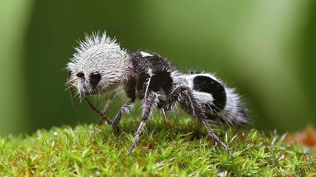 hormiga%20panda2--644x362.jpg