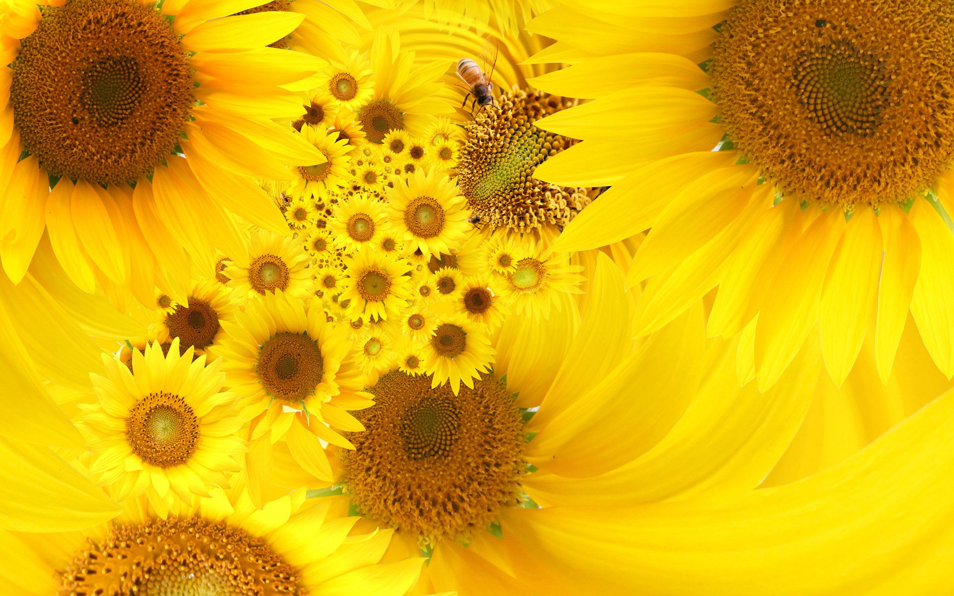 yellow-color-desktop-backgrounds_09291737.jpg