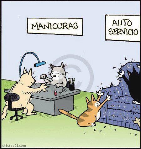 13043_cosas-de-gatos.jpg