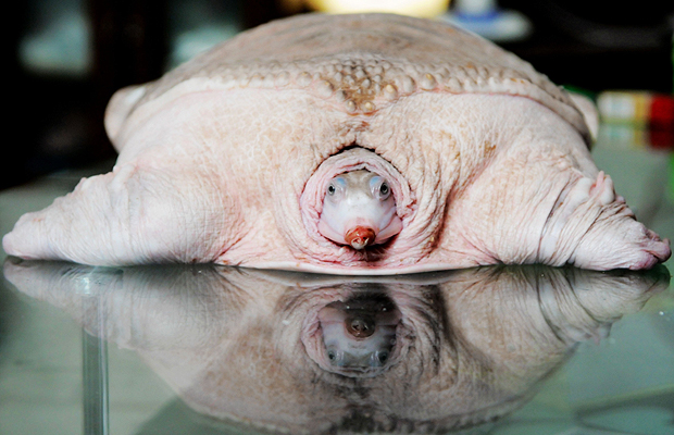 tortuga_blanca.jpg