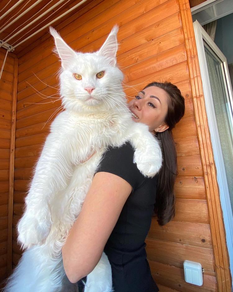 kiefer-maine-coon-cat-3.jpeg