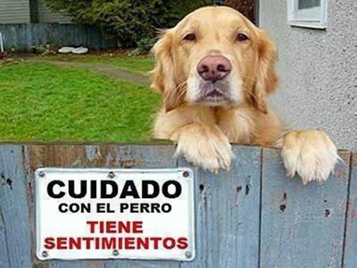 fba90c48b6196e9e80c95925bcfc656d--feelings-animals.jpg