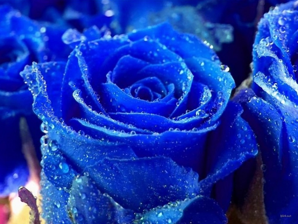rosa_azul2.jpg