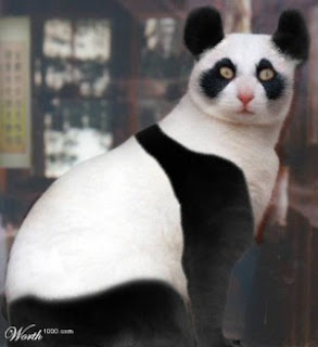 panda-cat.jpg
